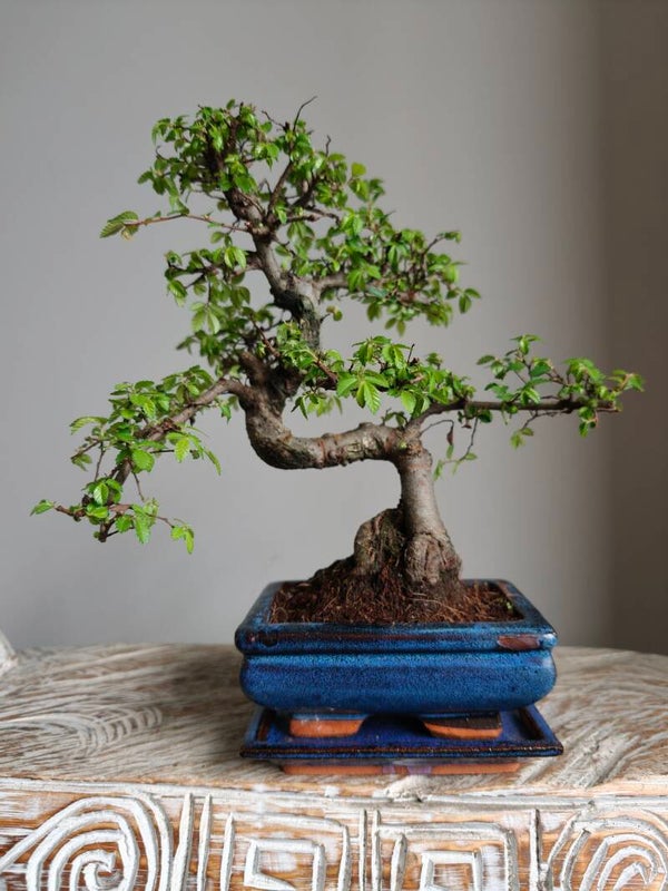 Ulmus Parviflora Bonsai