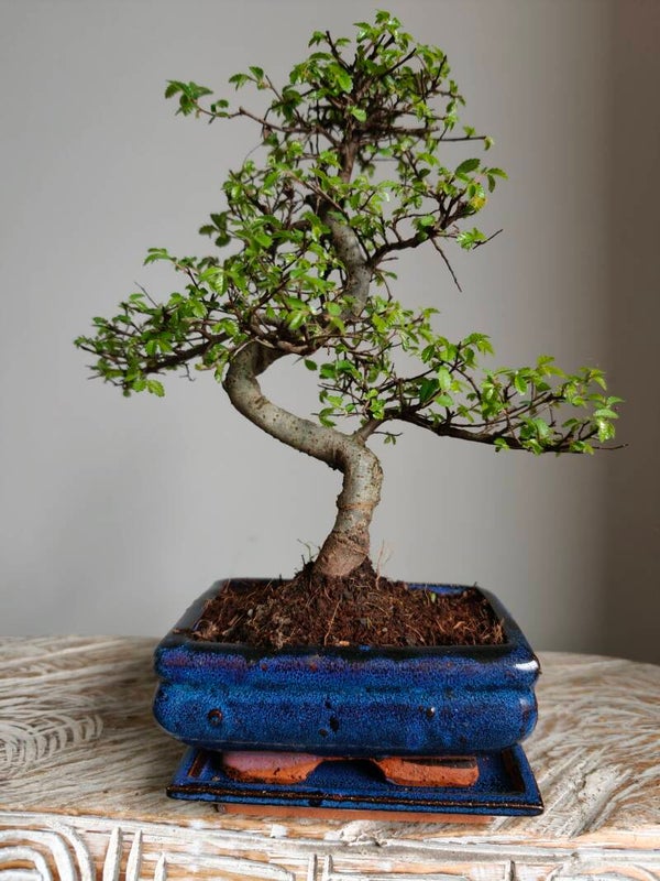 Ulmus Parviflora Bonsai