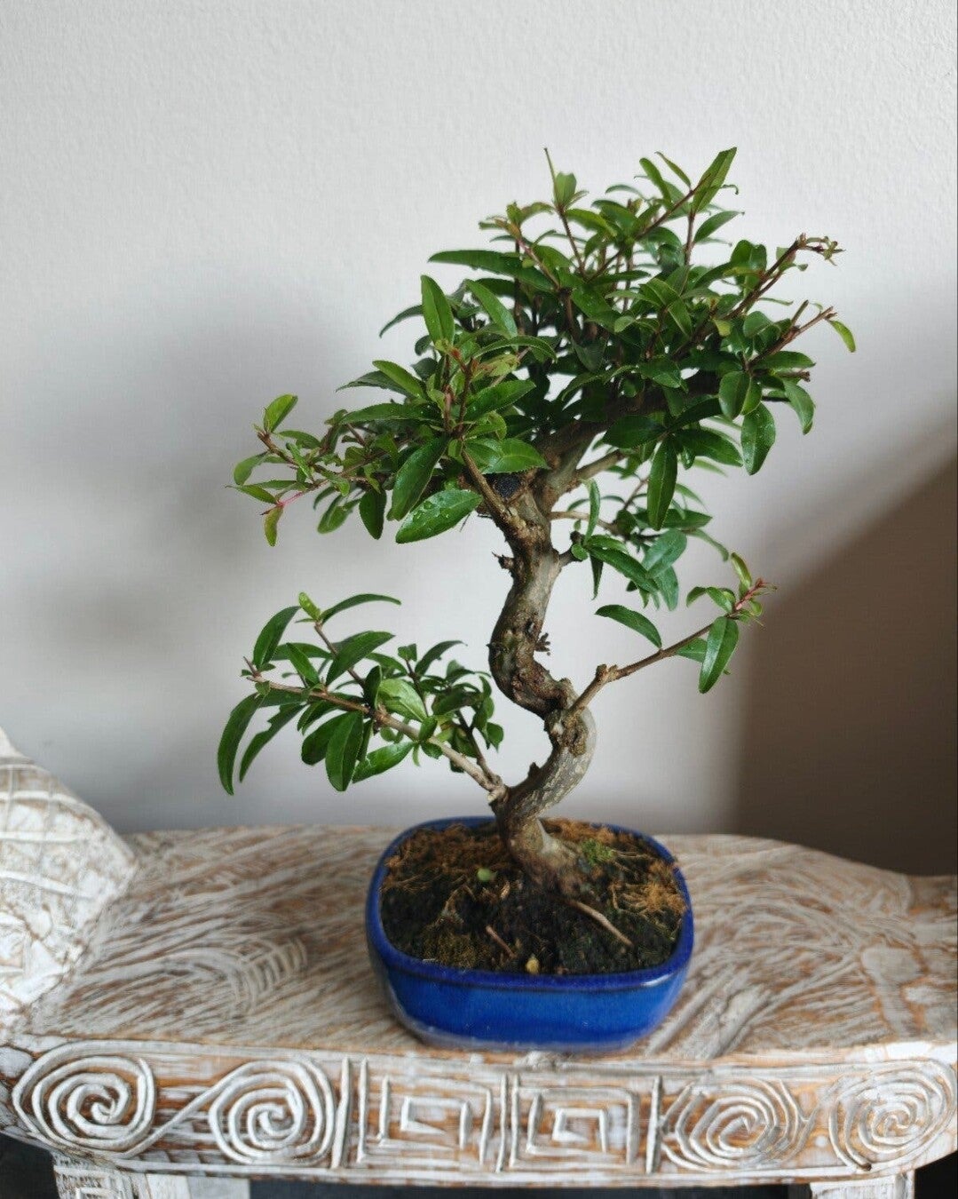 Granatum granaatappel bonsai