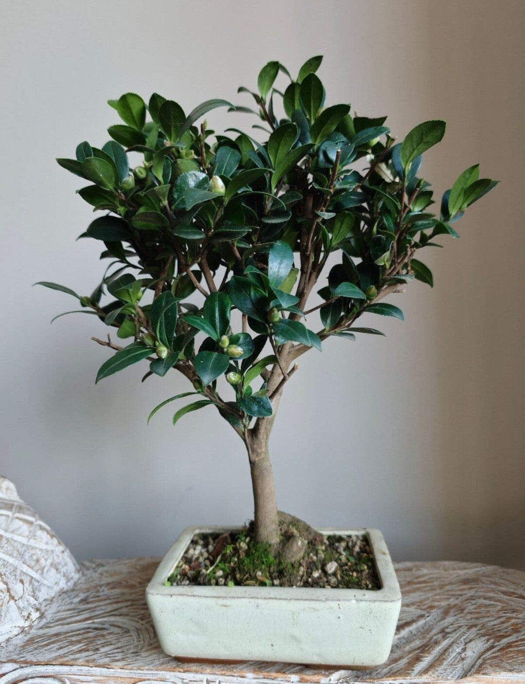 Camellia Bonsai
