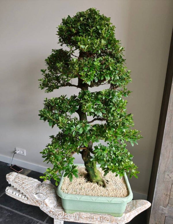 Satsuki Azalea Bonsai 115cm
