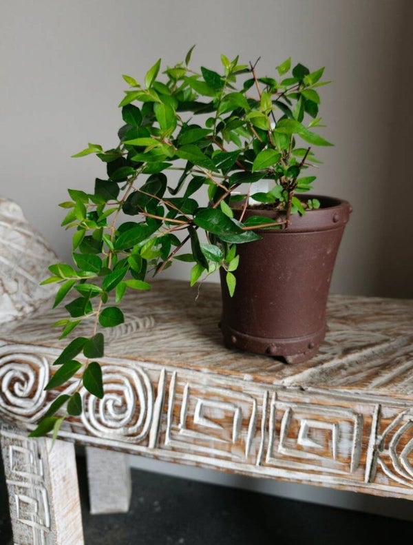Abelia Edward Goucher bonsai