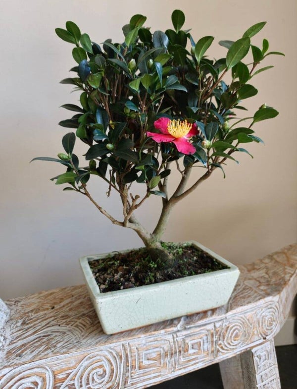 Camellia Bonsai