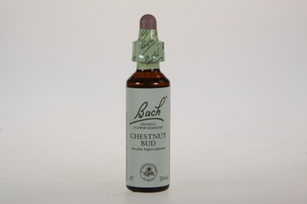 Bach Chestnut Bud - Kast.knop 20ml