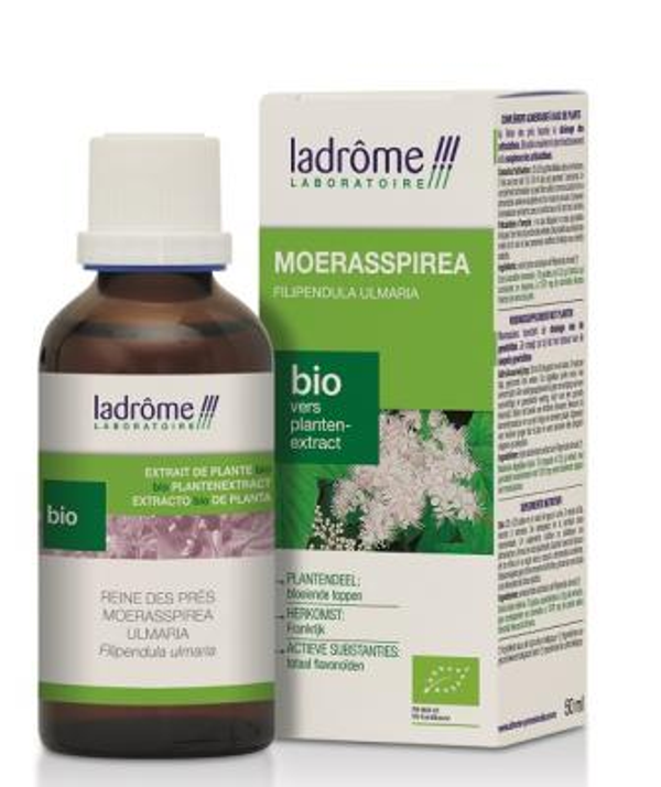 FILIPENDULA ULMARIA/MOERASSPIREA