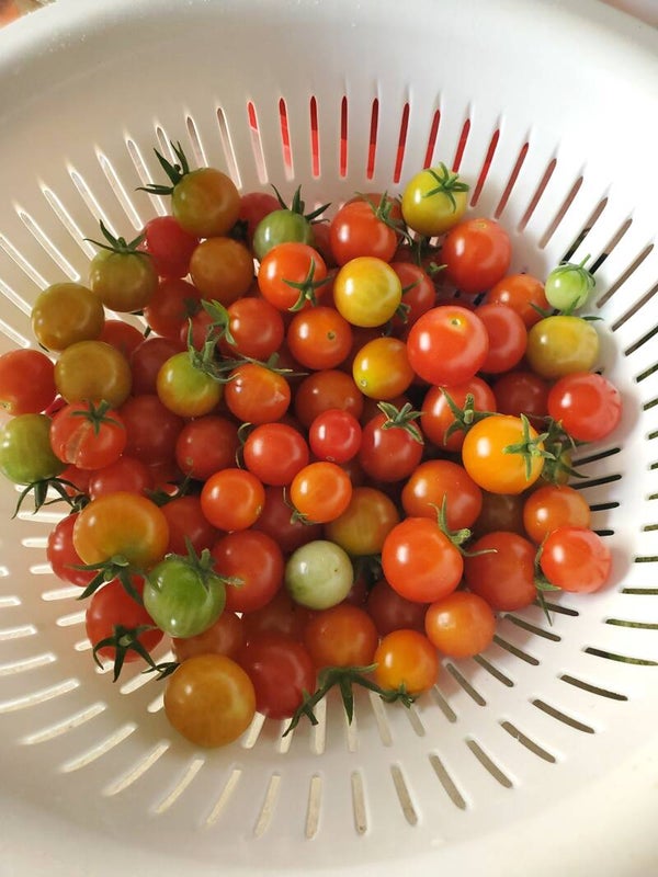 Tomatoes