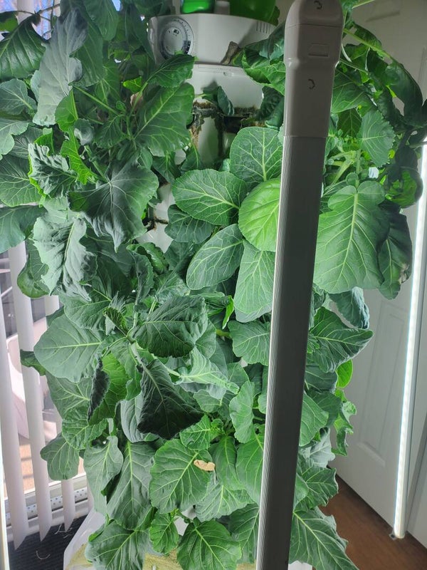 Collard Greens