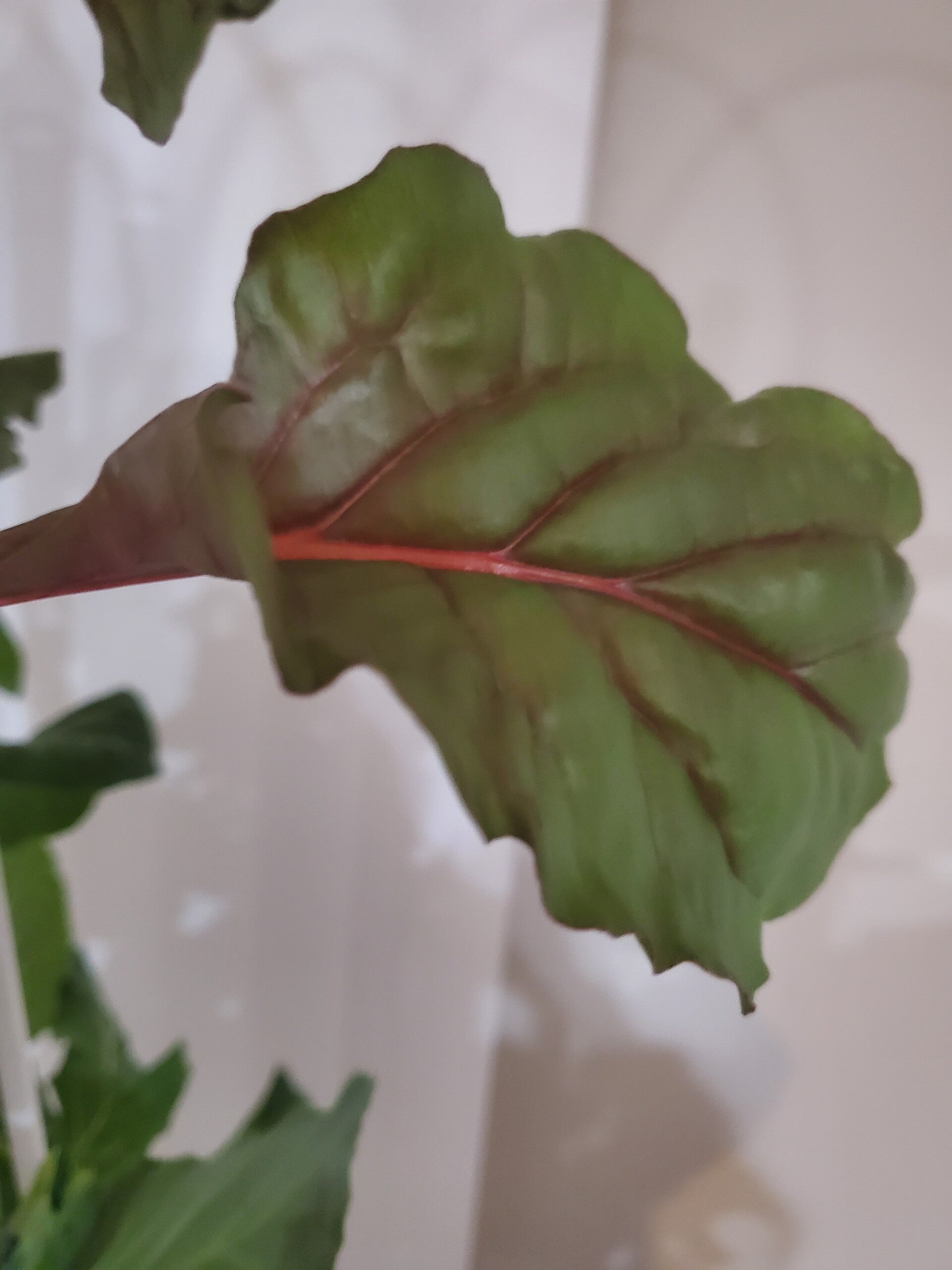 Swiss Chard