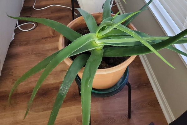 Aloe Vera
