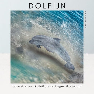 dolfijn-standard.jpg