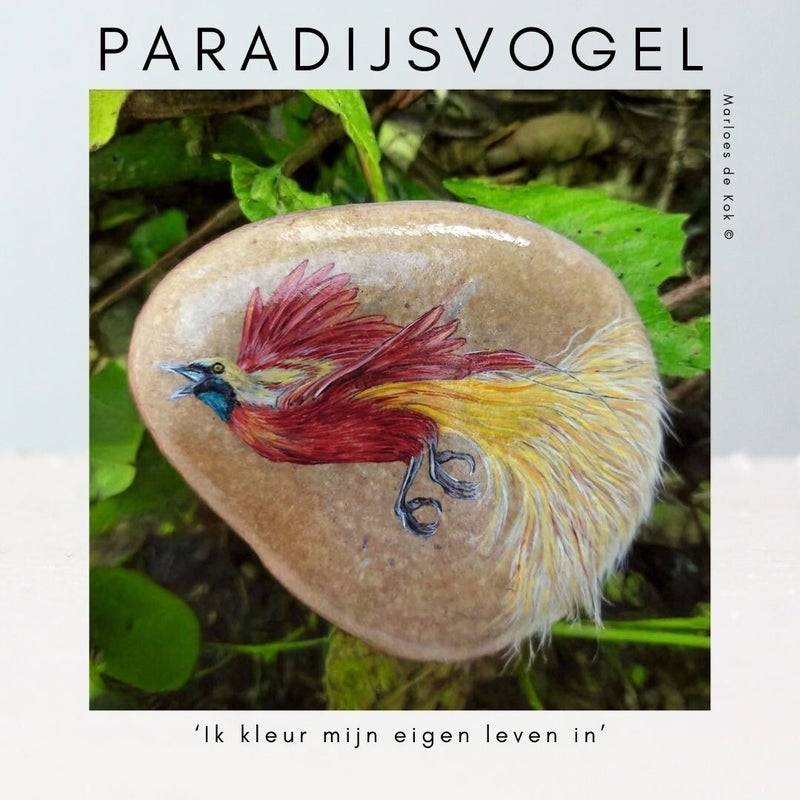 paradijsvogel-standard.jpg