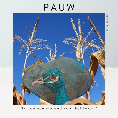pauw2-standard.jpg