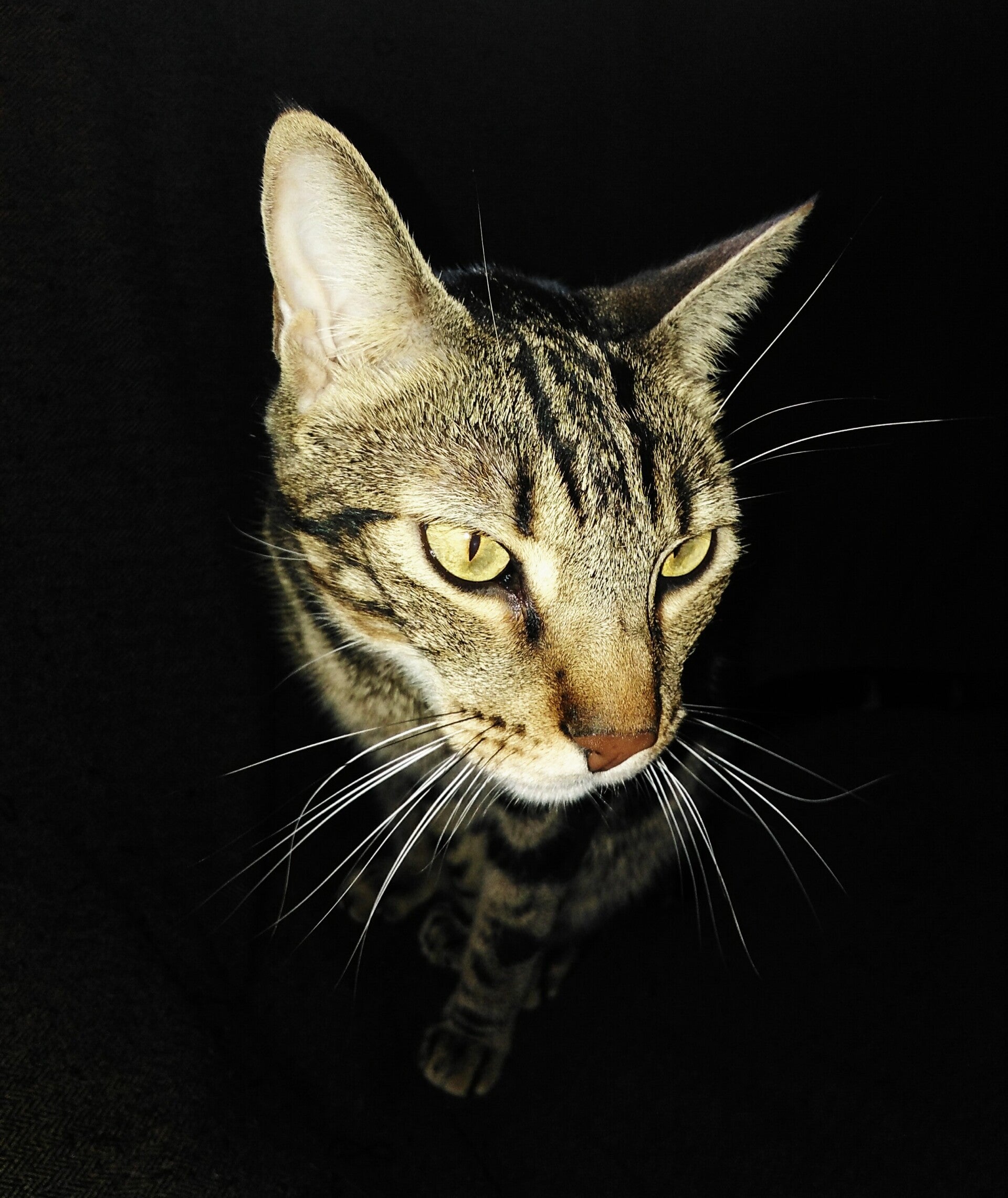 Mi gato, Dante