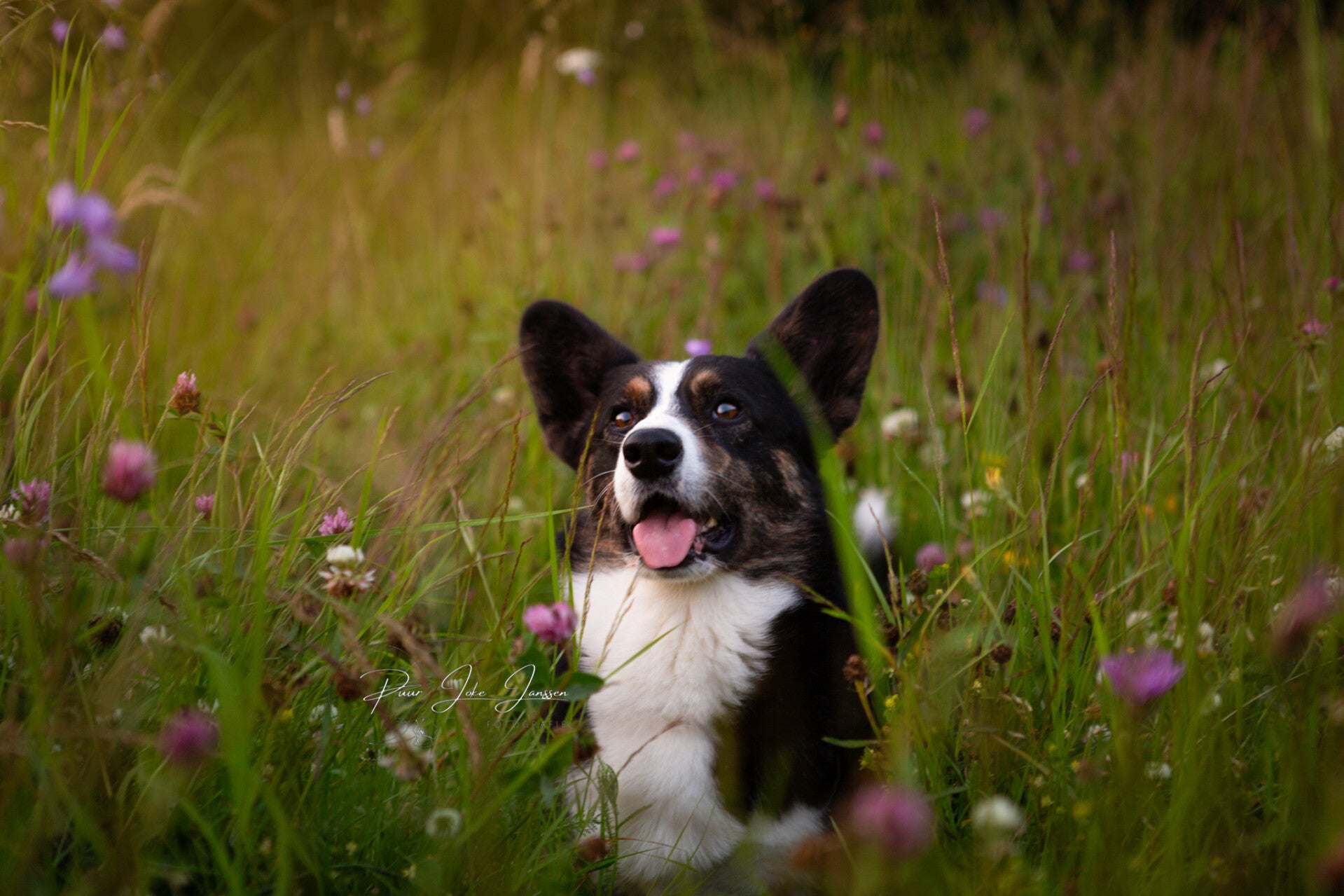 drie kleur wels corgi cardigan tussen de zomerbloemen bij ondergaande zon