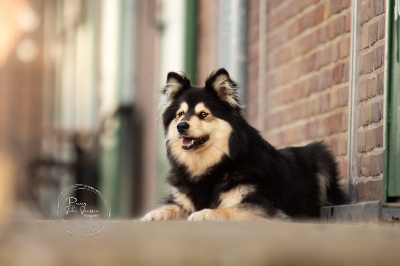 zwart, bruine finse lappenhond liggen bij een stenen muur