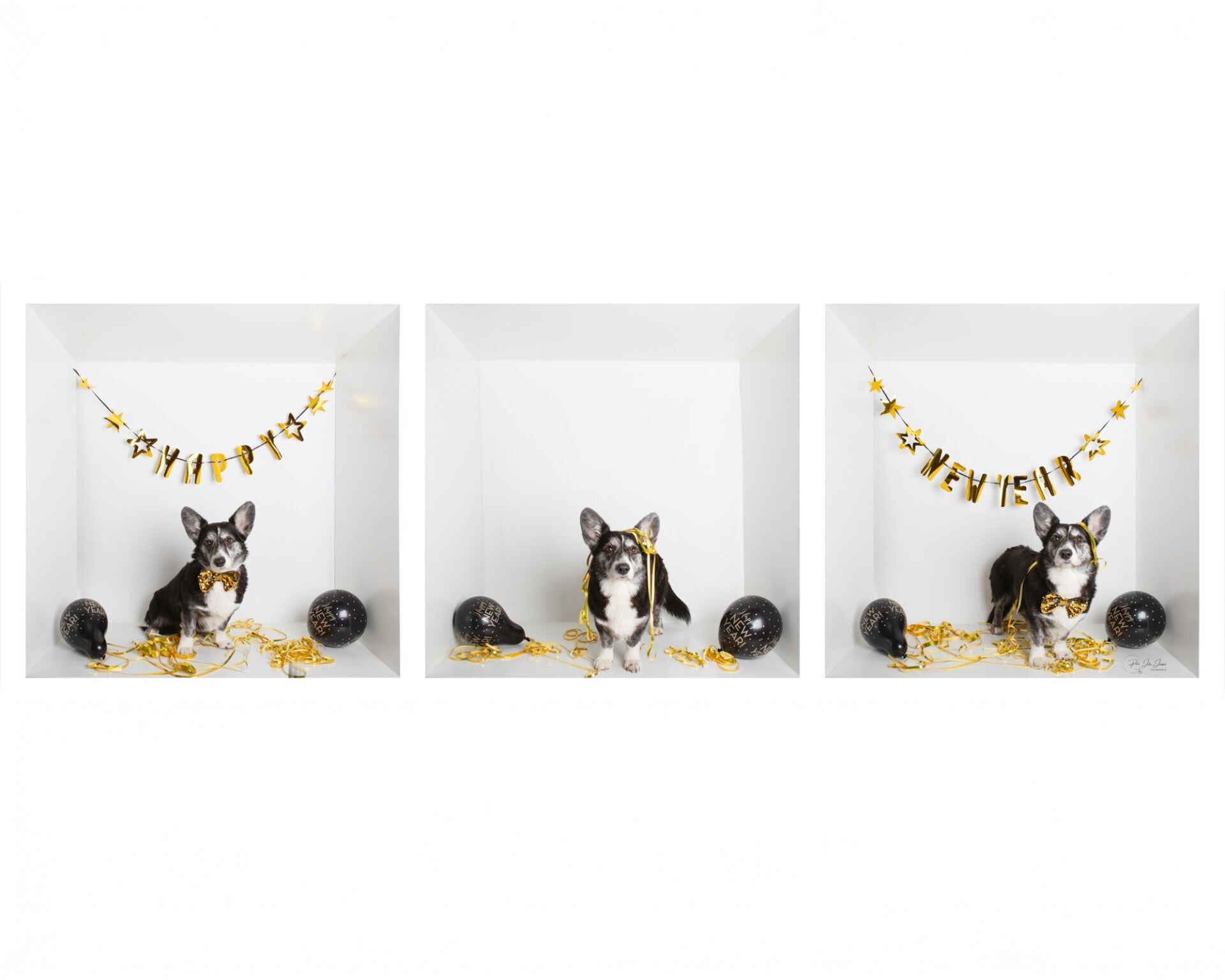 pony staand tussen twee pilaren  in een ruine van een kerk