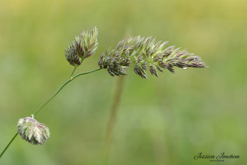 Dactyle aggloméré (Poacée)