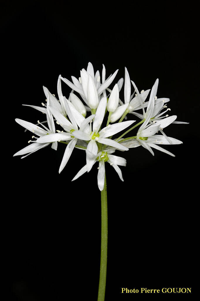 Ail des ours (Alliacée, proche des Liliacées)