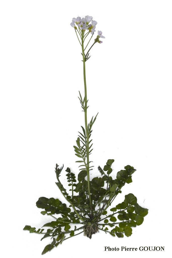 Cardamine des prés (Brassicacée)