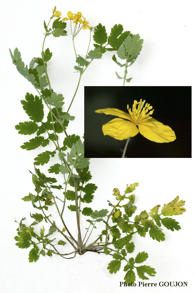 Chélidoine (Papavéracée)