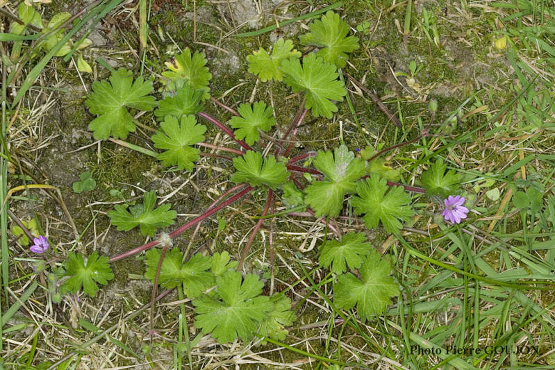Géranium mou (Géraniacée)