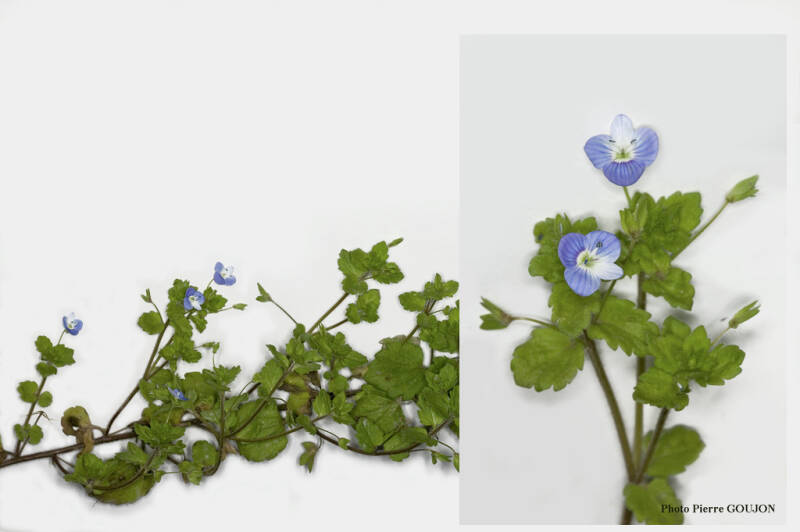 Véronique commune (Scrofulariacée)