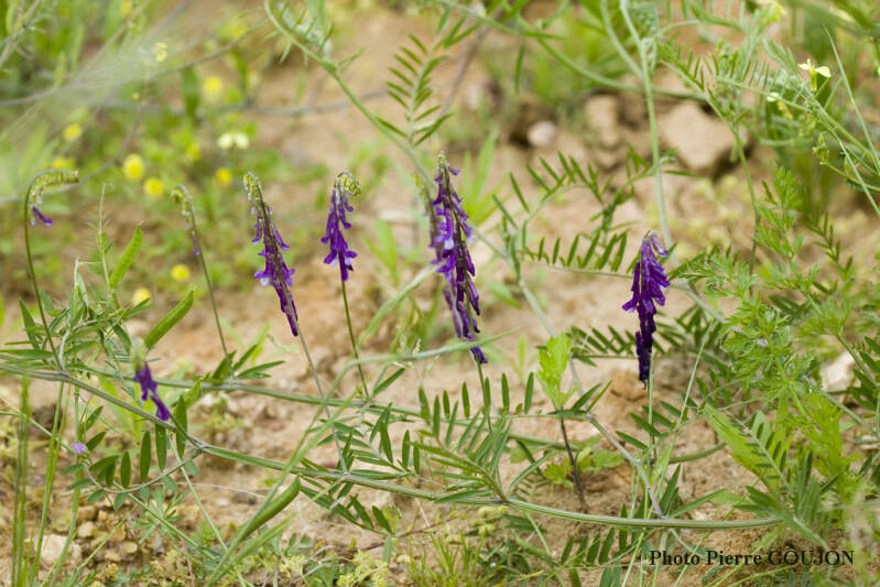 Vesce cracha (Fabacée)