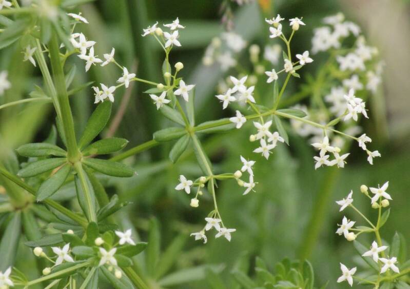 Gaillet mou (Rubiacée)