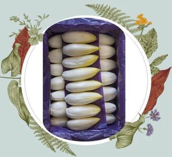 Bio-paradise witloof direct van kwekerij kwaliteit en versheid gegarandeerd verp 5 kg
