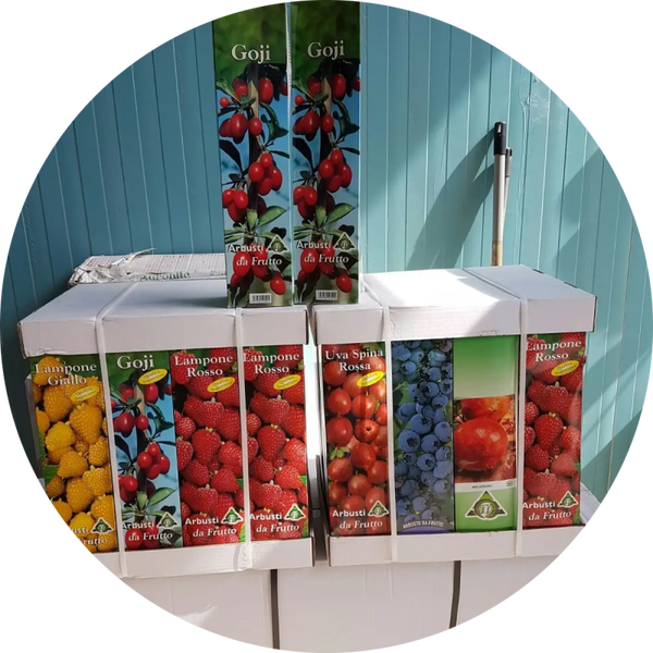 Fruitstruiken Verp per 4 soorten 2 x verp 8