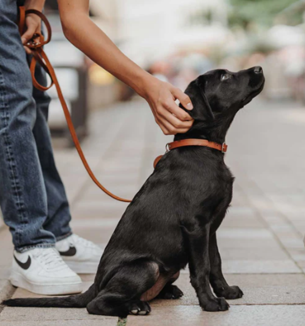 Halsband Aalborg Kleur: Cognac