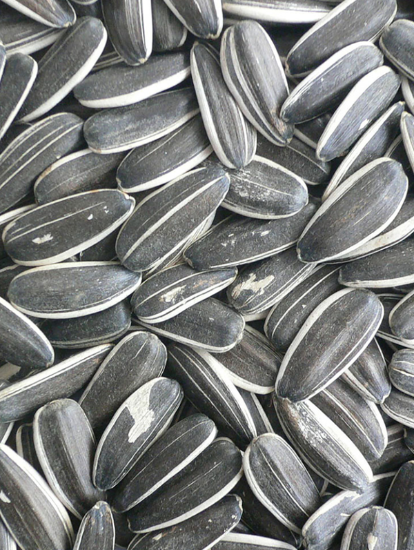 Zonnebloempitten gestreept 20 Kg