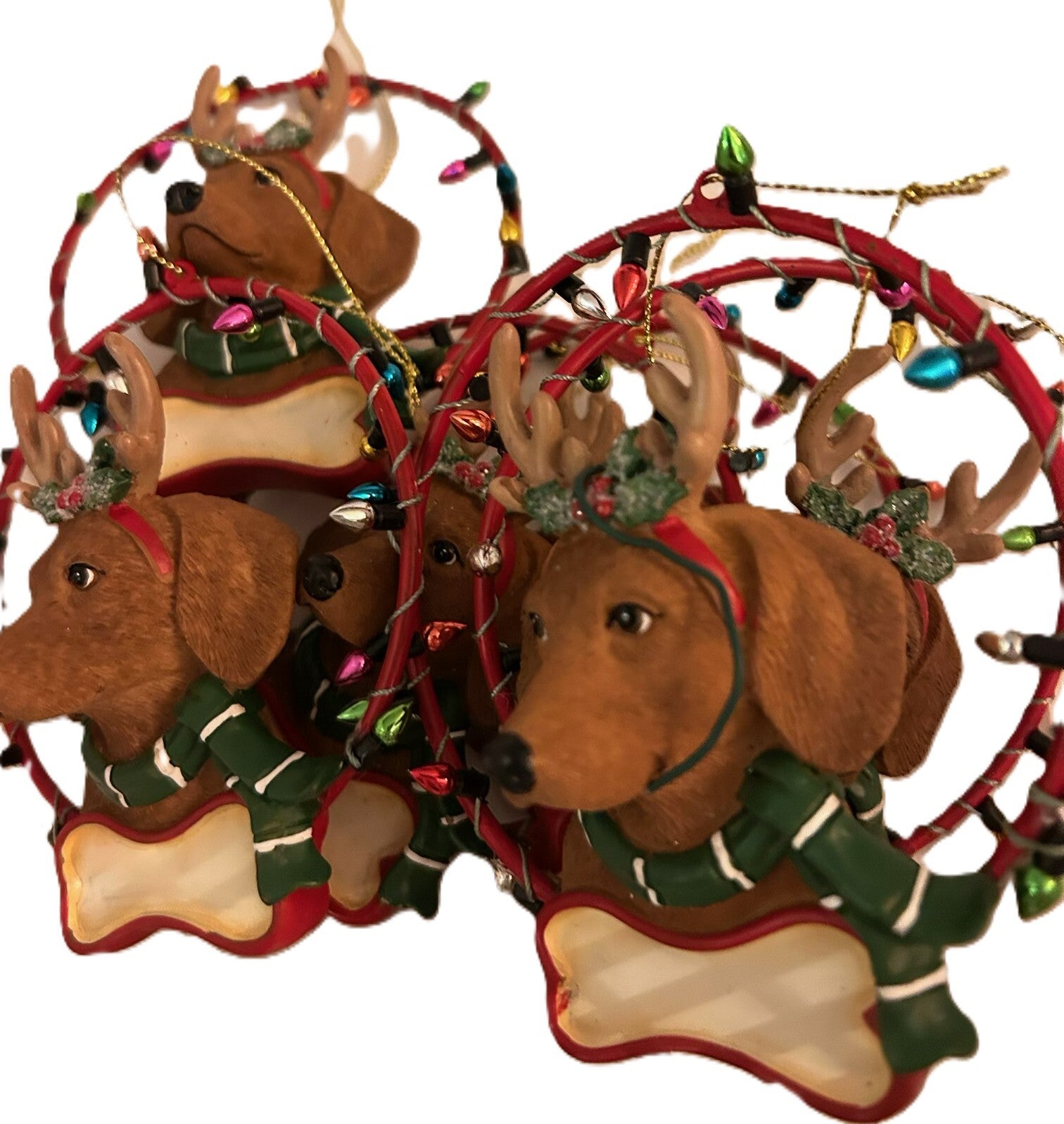 Teckel met gewei in ring