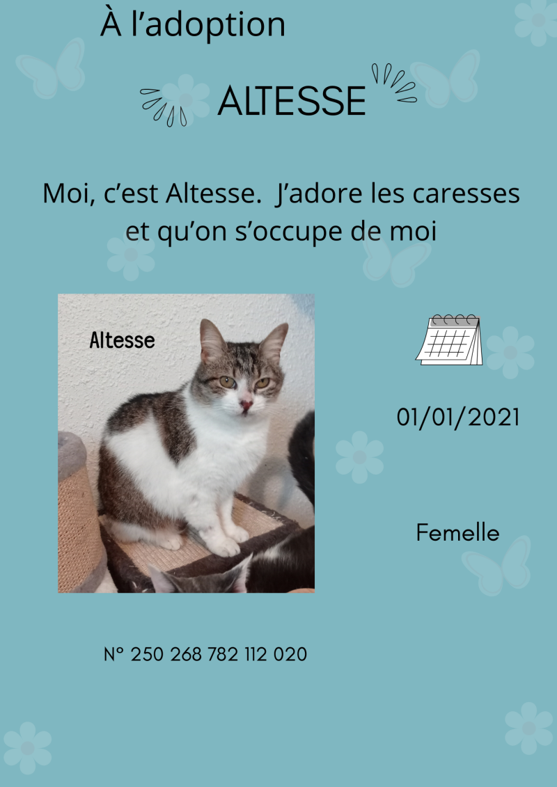 altesse-standard.png