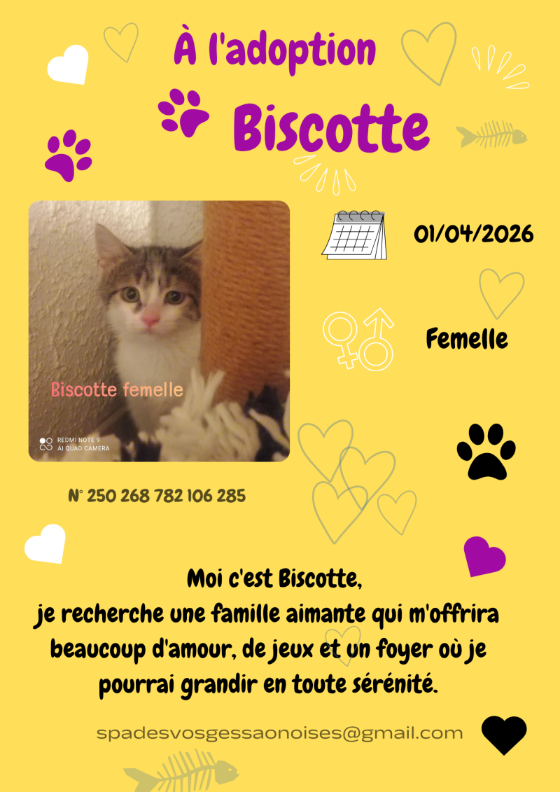 biscotte-standard.png