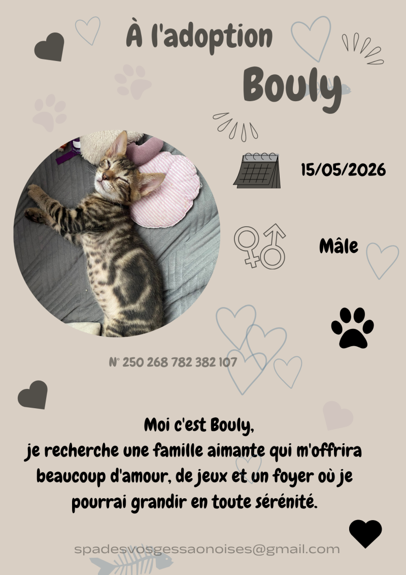 bouly-standard.png