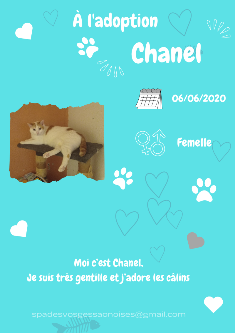 chanel-standard.png