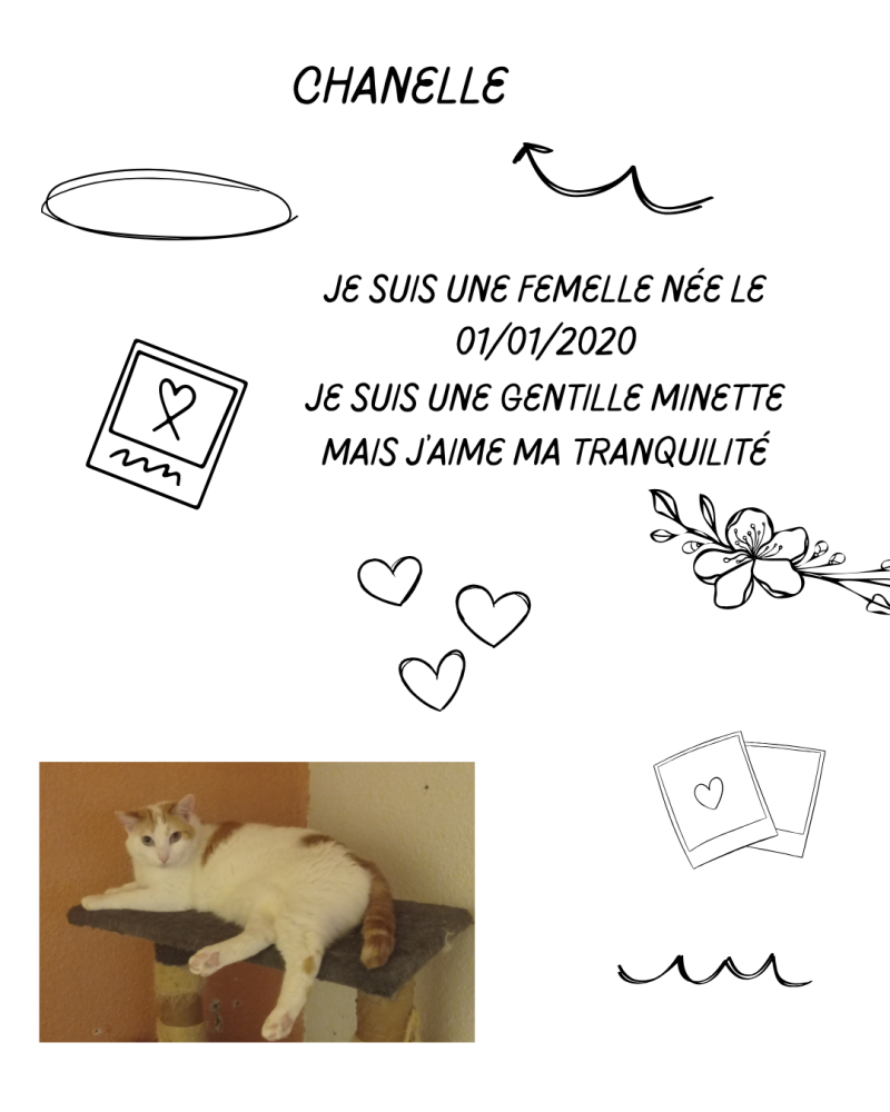 chanelle-standard.png