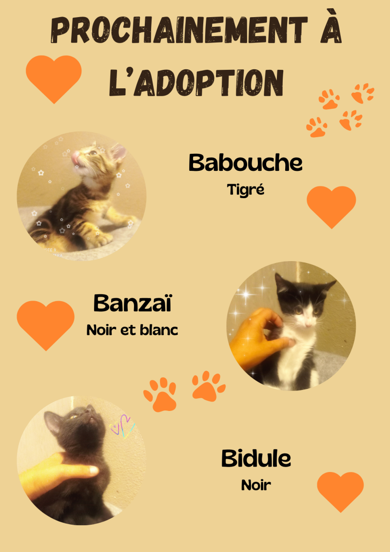 copie-de-maxou-leo-filou-nala-standard.png