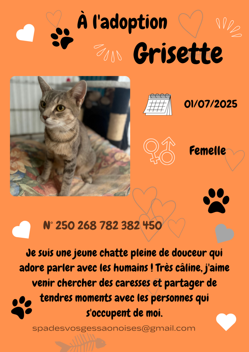 grisette-standard.png