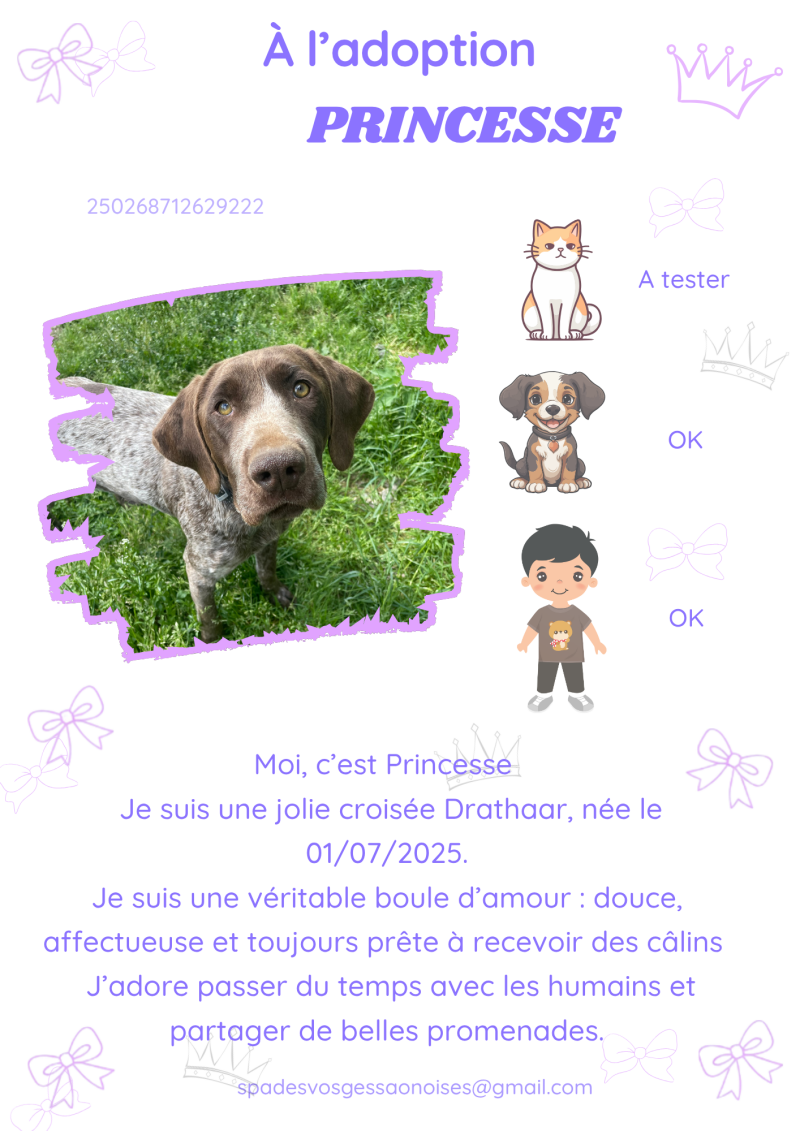 princesse-standard.png