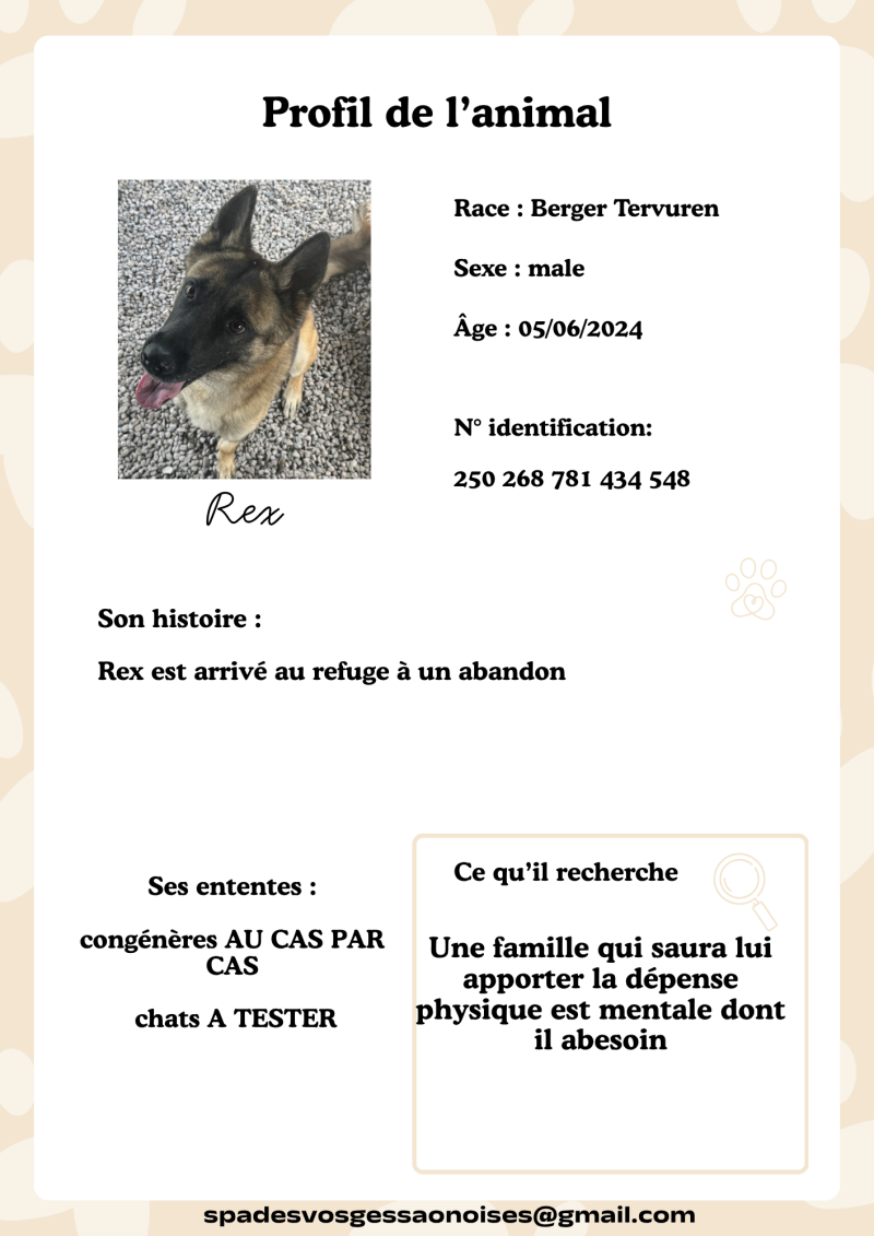 rex-standard.png