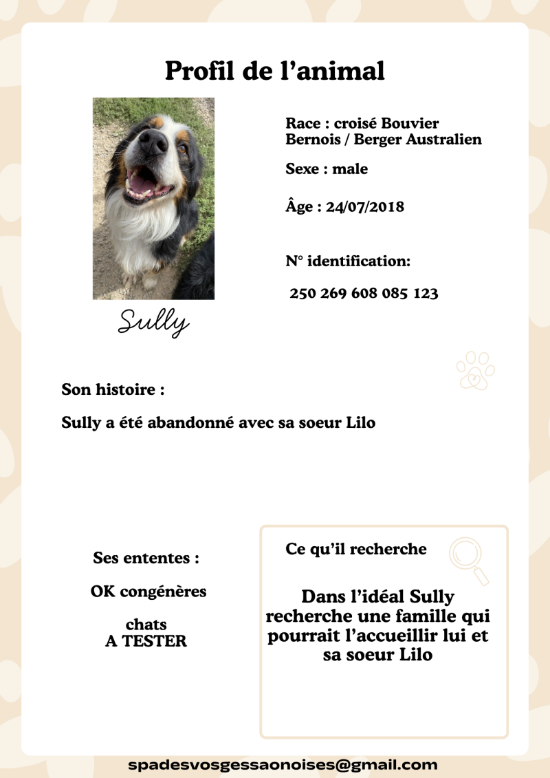 sully-standard.png