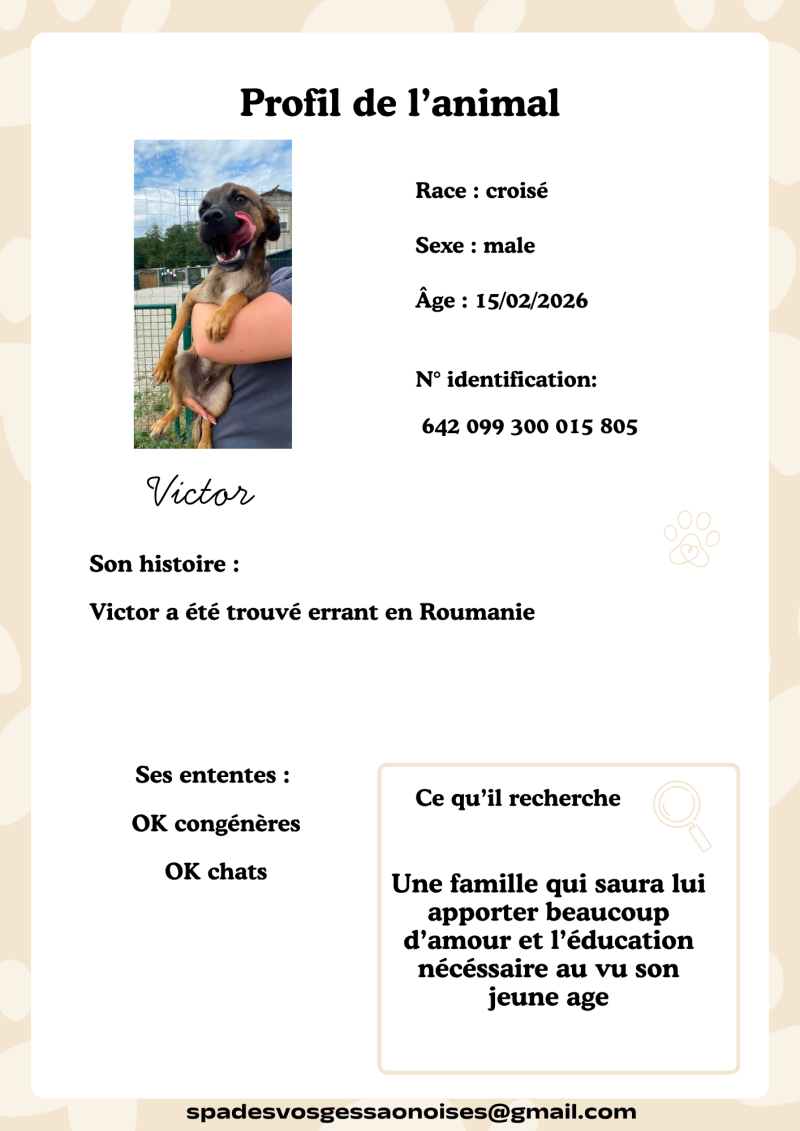 victor-standard.png