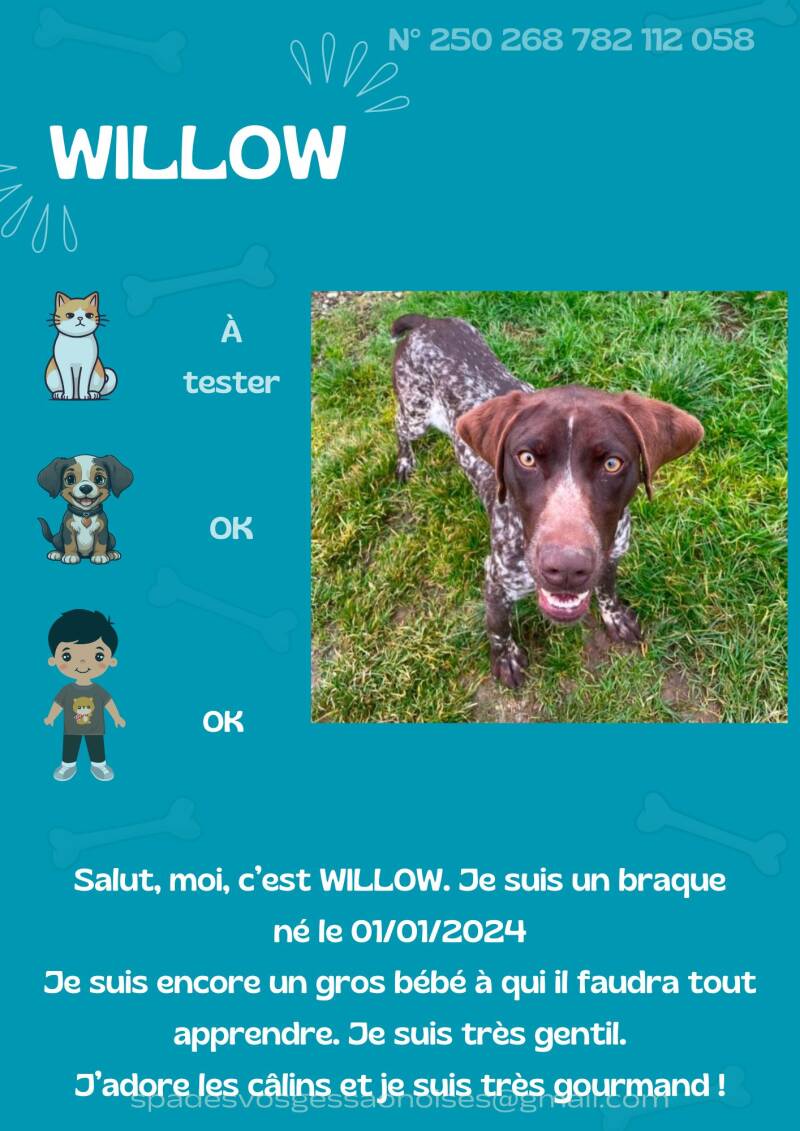 willow-standard.jpg