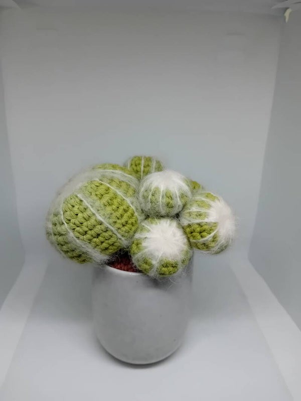 Cactus