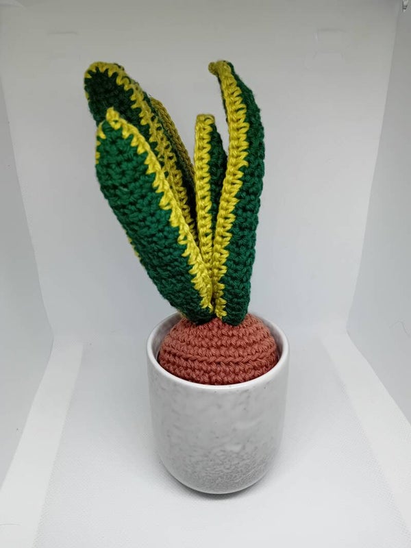 Sansevieria