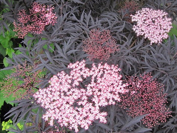 Sambucus nigra ‘Black Lace’