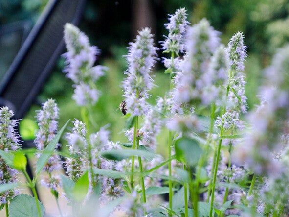 Agastache ‘Blue Fortune’