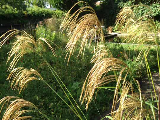 Miscanthus nepalensis (P11 pot)